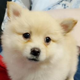 Gus - Cream male Pomeranian puppy in Amarillo, Texas from Jamie's Pomeranians