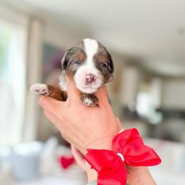 Misty-Pokémon Character - Merle female Bernedoodle puppy in Ontario, California from Teddy Doodles & Standard Poodles