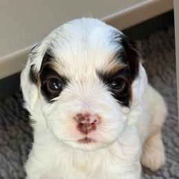 Smitten (Purple collar) - Tri-color female Australian Labradoodle puppy in Mount Gilead, North Carolina from Tillery Labradoodles