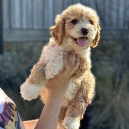 Girl 1 - Sable Bernedoodle puppy in Yatesville, Georgia from High Hopes Doodles