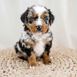 Clover - Blue merle Miniature Australian Shepherd puppy in Jerome, Idaho from Merrick Mini Aussies