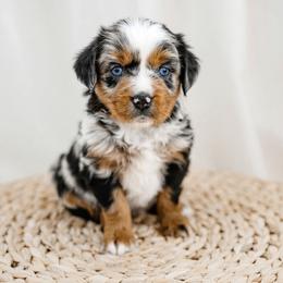 Clover - Blue merle Miniature Australian Shepherd puppy in Jerome, Idaho from Merrick Mini Aussies