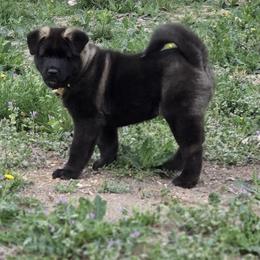 Akita Puppies from Folklore Akitas