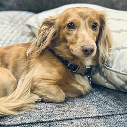 Rueben - Dachshund