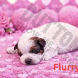 Flurry - Red speckled female Australian Cattle Dog puppy in Oronogo, Missouri from Dutton's Show Me Farms