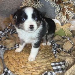 Johnny Walker - Blue merle male Miniature Australian Shepherd puppy in California from Eagle River Aussies