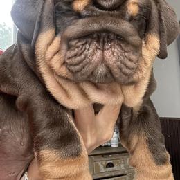 Bulldog Puppies from Gavier’s Classy Bulldogs