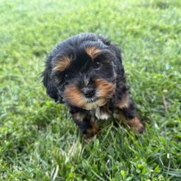 Jenny - Black and tan female Cavapoo puppy in Fayette County, Ohio from Happy Tails