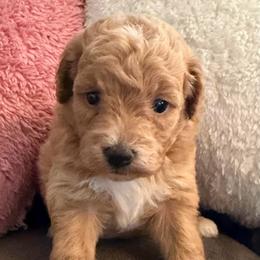 Mrs. Beaver - Apricot female Goldendoodle puppy in Pensacola, Florida from Goldendoodles Love You in Pensacola Friend Edition