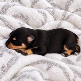 Miniature Schnauzer puppies from Winfree’s Schnauzers