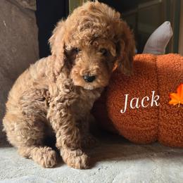 Orange male - Red  male Goldendoodle puppy in Bristol, Tennessee from 4goldendoodles