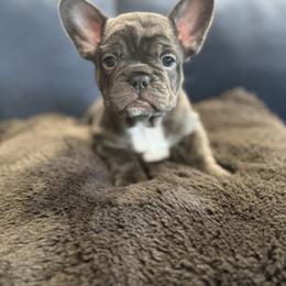 French Bulldog Puppies from Amber Gomes