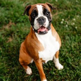 Bonnie - Boxer