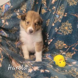Harold - Sable and white male Collie puppy in Mattoon, Illinois from Gold Leaf Collies