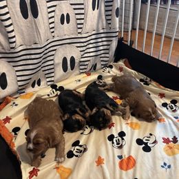 Cavalier King Charles Spaniel Puppies from Family first cavaliers