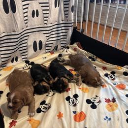 Cavalier King Charles Spaniel Puppies from Family first cavaliers