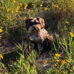 DOVE - Miniature Schnauzer