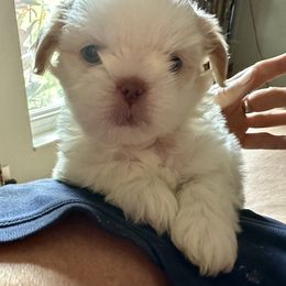 Shih Tzu Puppies from Prescious Shih Tzu’s