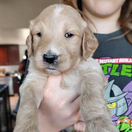 Milo - Cream male Goldendoodle puppy in Apache Junction, Arizona from Loving Doodle