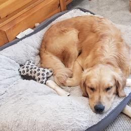 Blossom - Golden Retriever