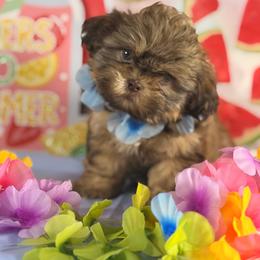 Blue - Chocolate male Shih Tzu puppy in Azusa, California from RJ Shih Tzu lover