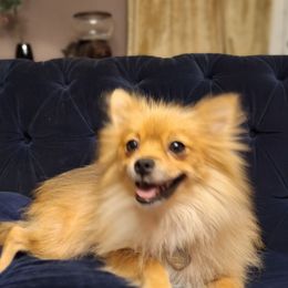 Sophia - Pomeranian