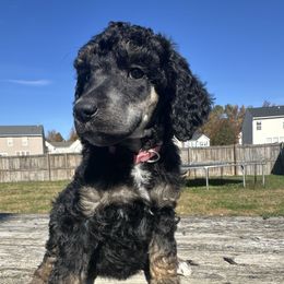 Boo - Phantom female Poodle puppy in Denton, Maryland from Cajun Girl Kennels