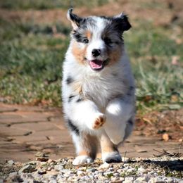 Australian Shepherd Puppies from Danell Australian Shepherd
