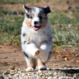 Australian Shepherd Puppies from Danell Australian Shepherd