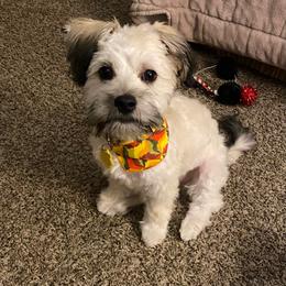 Shorkie All Grown Up from Roover's Oklahoma Shorkies