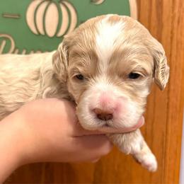 Moe - Cream male Cockapoo puppy in Liberty, Kentucky from Kentucky Cockapoos