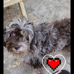 Bridget - Cockapoo