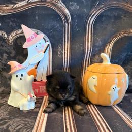 Brooklyn - Black and tan female Pomeranian puppy in Success, Missouri from Sweet Success