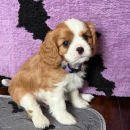 Zimomo - Ruby male Cavalier King Charles Spaniel puppy in Fontana, California from Magical Cavaliers