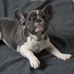 Kiara - Blue female French Bulldog puppy in Austin, Texas from Ward's Frenchies 2 Yours