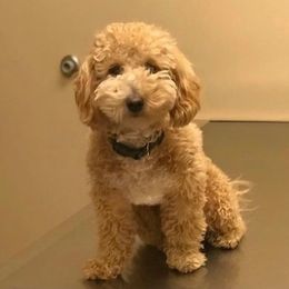 Assorted Doodle Crosses and Poodles from Northside Doodles and Poodles