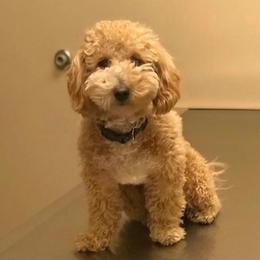 Assorted Doodle Crosses and Poodles from Northside Doodles and Poodles