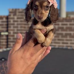 Salem - Chocolate and tan female Dachshund puppy in Aubrey, Texas from Dollhouse Doxies LLC