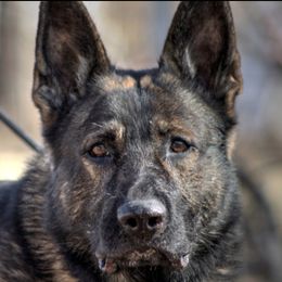 Hammy - German Shepherd