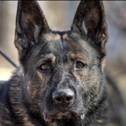 Hammy - German Shepherd