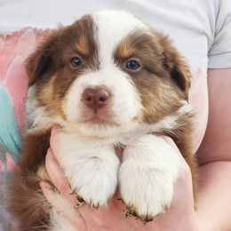 Australian Shepherd Puppies from NK Ranch Australian Shepherds