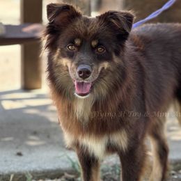Tilly - Miniature Australian Shepherd