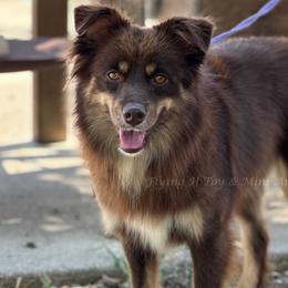 Tilly - Miniature Australian Shepherd