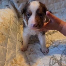 Hero - Tri-color male Border Collie puppy in Watsontown, Pennsylvania from Kate Gresham