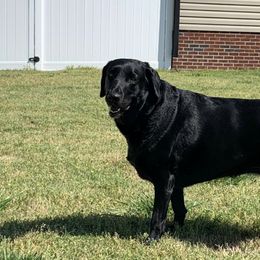 Labrador Retrievers from Weeping Willows Labradors