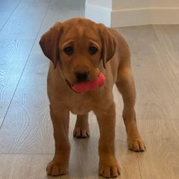 Labrador Retriever puppies from Nebraska Strong Labradors