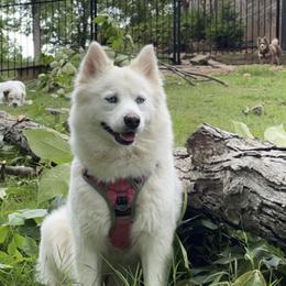 Pip - Pomsky