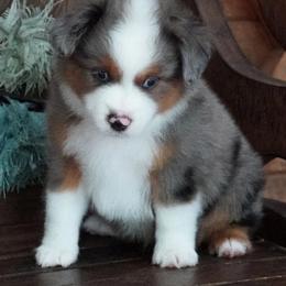 Boy 1 - Blue merle male Miniature Australian Shepherd puppy in Lawton, Oklahoma from Lindsey’s Aussies