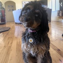 Assorted Doodle Crosses, Aussiedoodle, and Australian Shepherd Puppies from Junipersdoodles