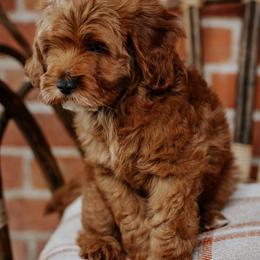 Miller - Red  male Goldendoodle puppy in Wellsville, Utah from Stay Golden Doodles